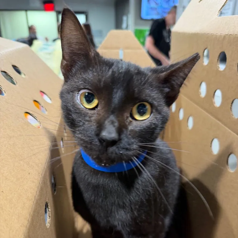 An adult medium-sized male Black Domestic Short Hair cat named Wyvern for adoption in Tampa, FL