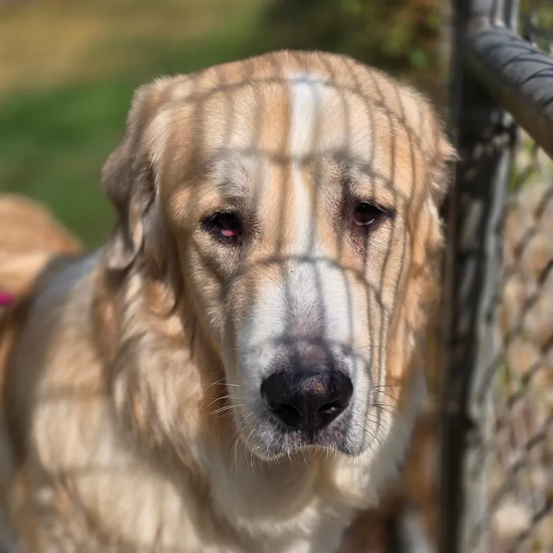 An adult large-sized male Mixed Breed dog named Zeus for adoption in Escanaba, MI