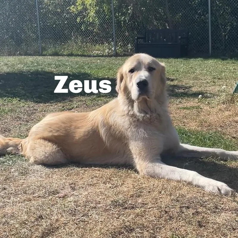 Zeus thumbnail 2