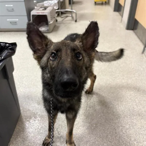 An adult medium-sized male Mixed Breed dog named Cliff for adoption in Jacksonville, FL