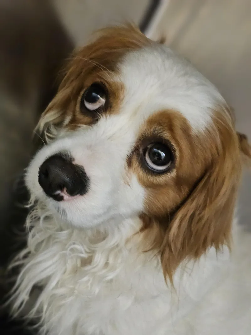 Franklin thumbnail 3