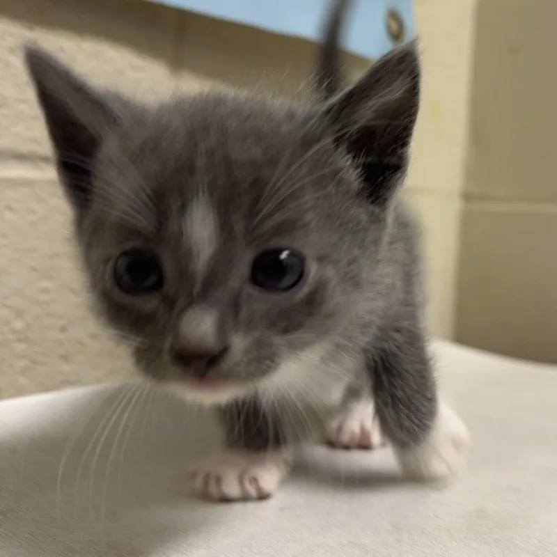 A baby small-sized male Gray / Blue / Silver Domestic Short Hair cat named Purrito for adoption in Milton, FL