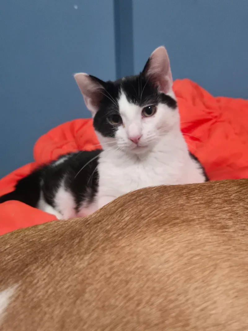 A baby medium-sized male Domestic Short Hair cat named Jojo for adoption in Melrose, MA