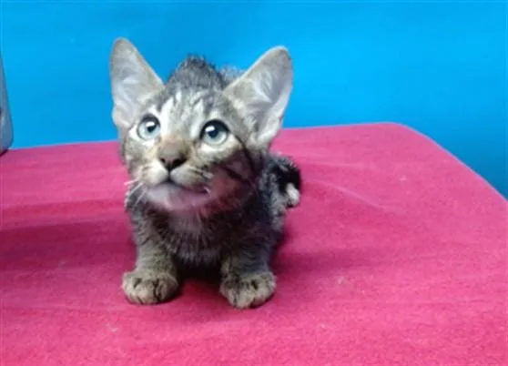 A baby small-sized female Domestic Short Hair cat named Kyo for adoption in Gardena, CA