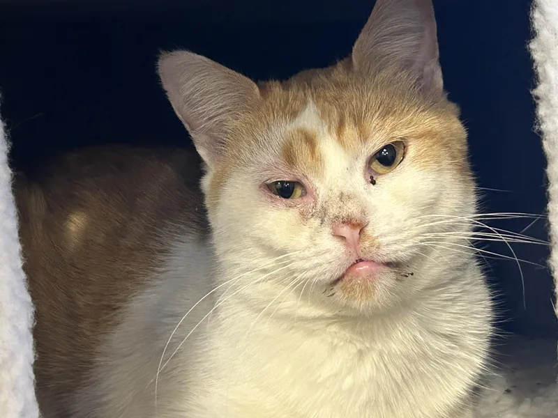 An adult medium-sized male American Shorthair cat named Chester for adoption in Milbank, SD