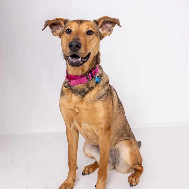 A young medium-sized female Golden Shepherd dog named Beep for adoption in Hopkinton, MA