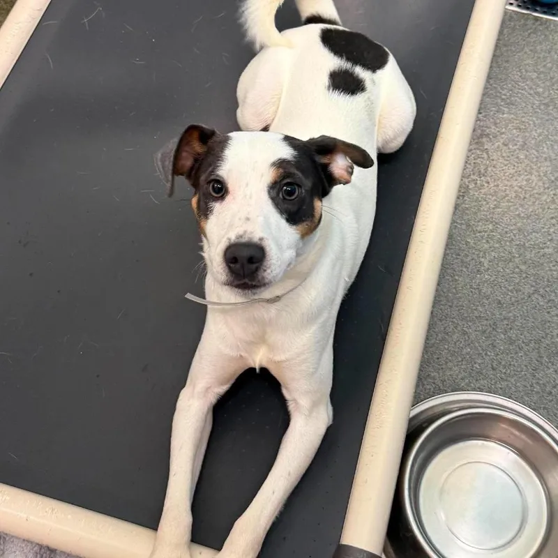 A young small-sized male White / Cream Pointer dog named Polk for adoption in Tacoma, WA