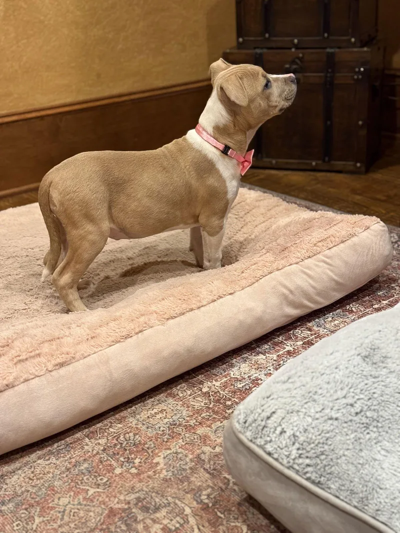 Goldie Lonestar thumbnail 3