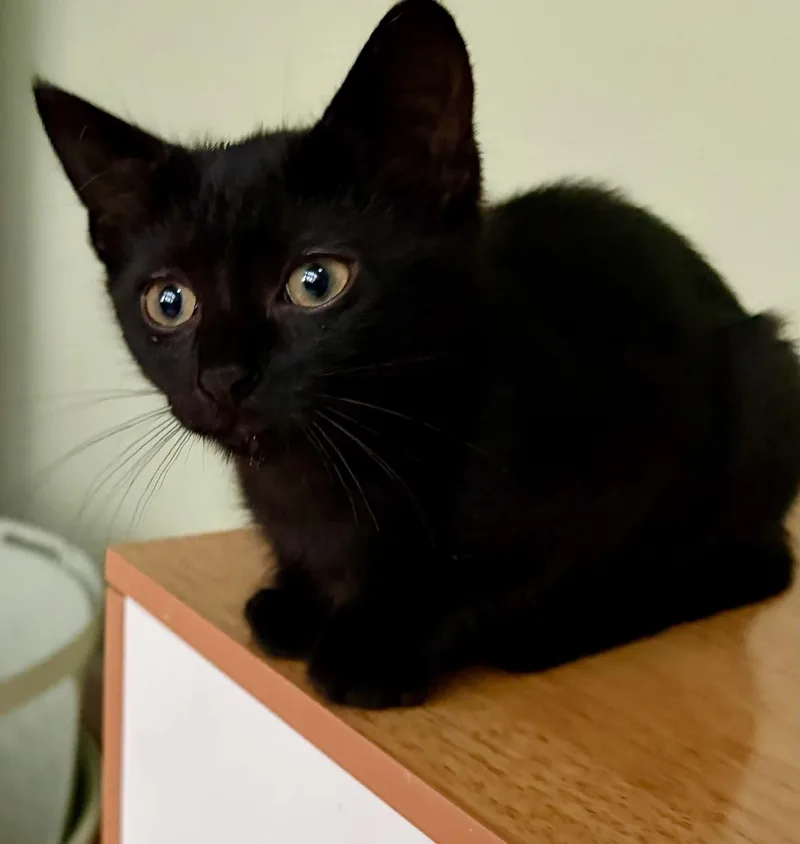 A baby medium-sized female Black Domestic Short Hair cat named Addison for adoption in Warren, NJ