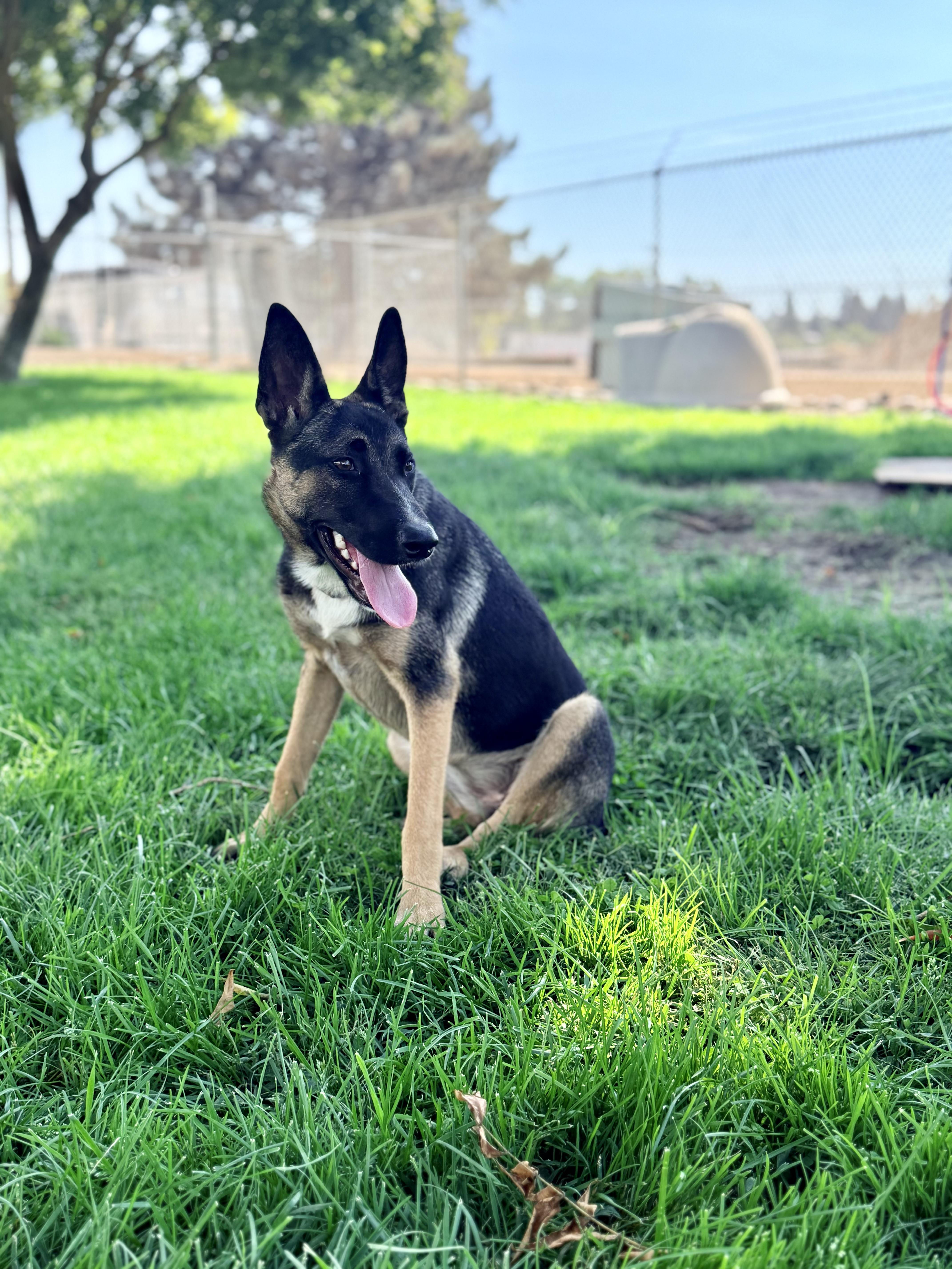 An adult medium-sized female German Shepherd Dog dog named Liv for adoption in Oakdale, CA