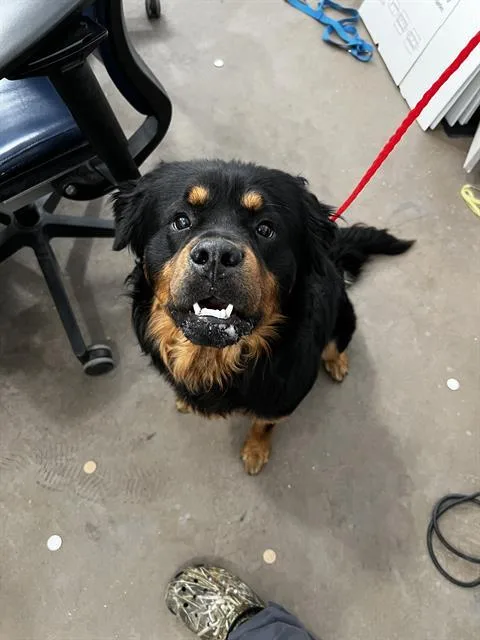 A young large-sized male Mixed Breed dog named Elvis for adoption in Dallas, TX