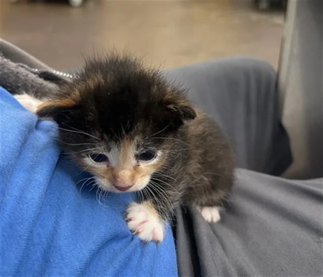 A young medium-sized female Domestic Medium Hair cat named Diamond for adoption in Dallas, TX