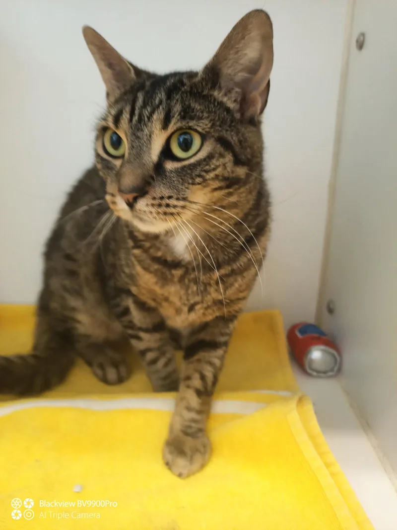 A young medium-sized female Domestic Short Hair cat named Carlie  Years Female for adoption in Sterling, MA