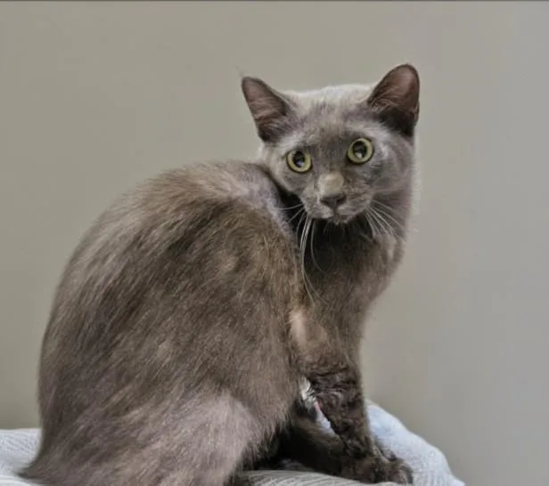 A young medium-sized female Domestic Short Hair cat named Darcy for adoption in Los Angeles, CA