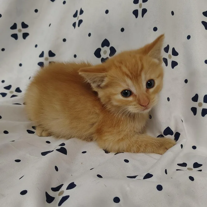 A baby small-sized female Orange / Red Domestic Short Hair cat named Honey Mustard for adoption in Coos Bay, OR