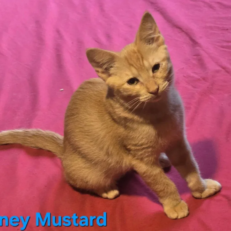 Honey Mustard thumbnail 4