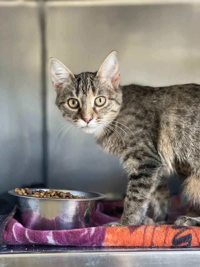 Caffeine thumbnail 2