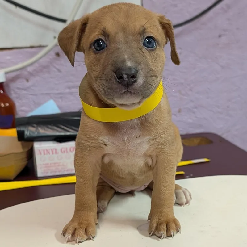 Hazel