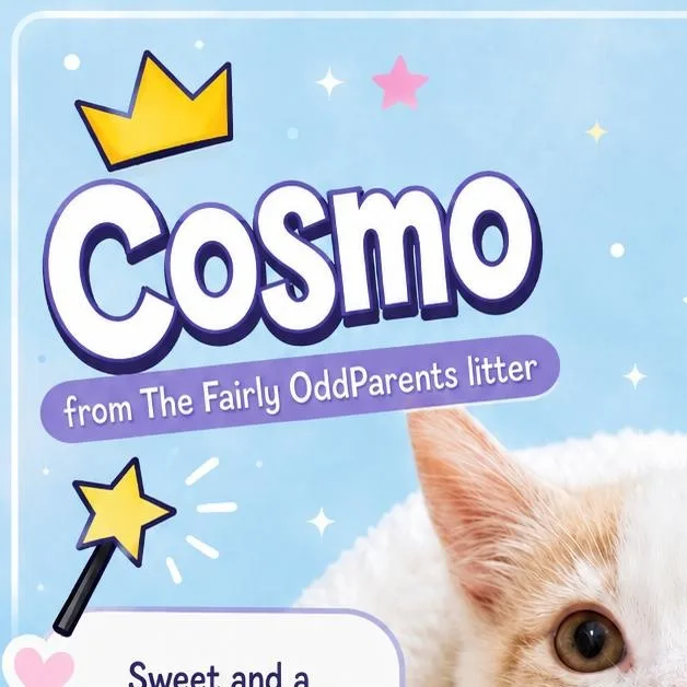 A baby medium-sized male Buff & White Domestic Short Hair cat named Cosmo for adoption in Quincy, OH