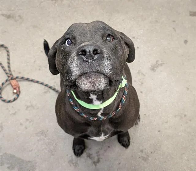 An adult large-sized female Labrador Retriever dog named Rosalie for adoption in Tucson, AZ