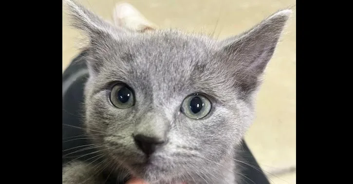 A baby small-sized male Gray / Blue / Silver Domestic Short Hair cat named Queso Fresco for adoption in Anoka, MN