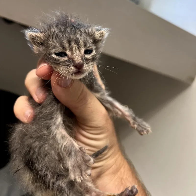 A baby small-sized male Gray / Blue / Silver Domestic Short Hair cat named Munch for adoption in Spokane, WA