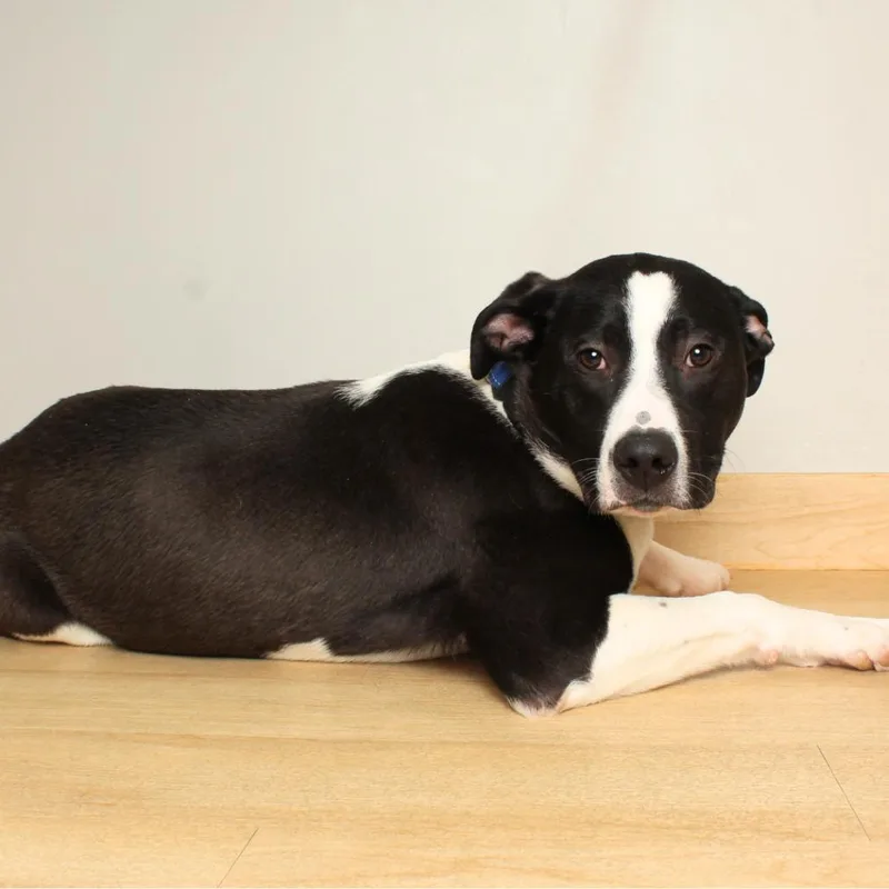 Seahawk D thumbnail 3