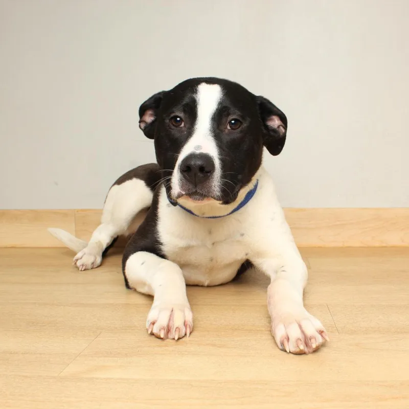 Seahawk D thumbnail 4