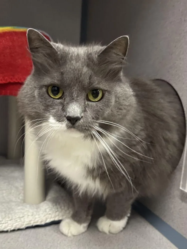 A senior small-sized female Gray / Blue / Silver Domestic Short Hair cat named Sasha for adoption in Alexandria, VA