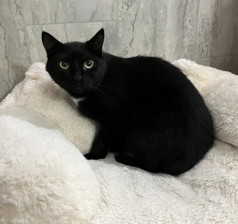 A young medium-sized female Black Domestic Short Hair cat named Marjorie for adoption in Dublin, OH