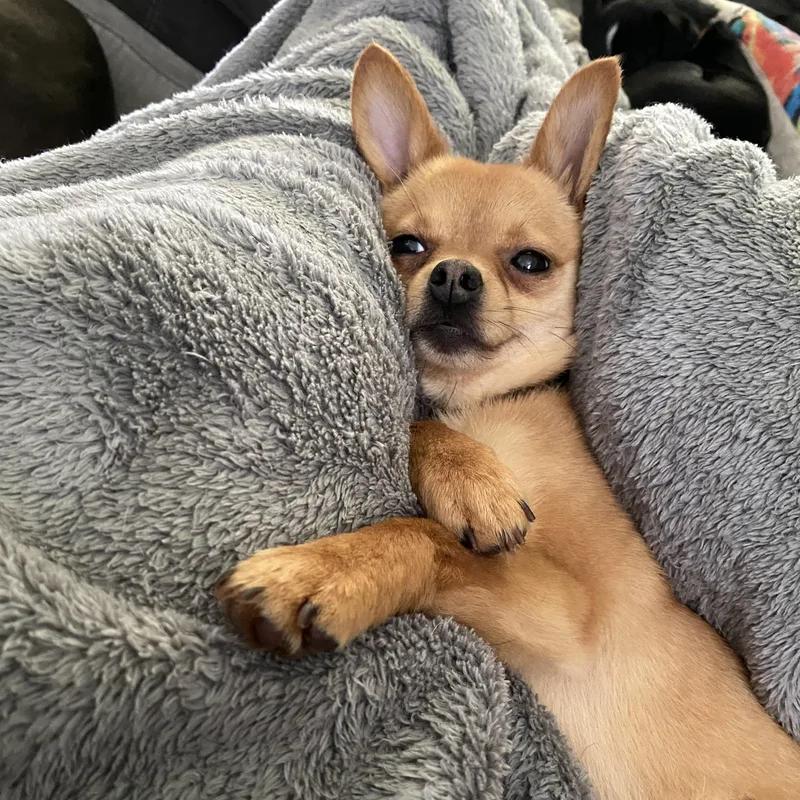 Peanut