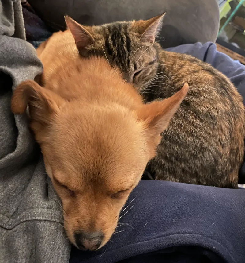 Peanut thumbnail 2