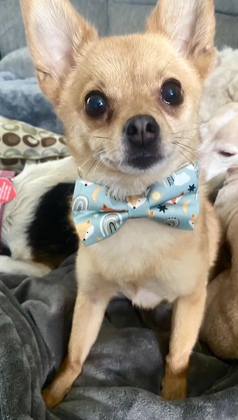 Peanut thumbnail 4