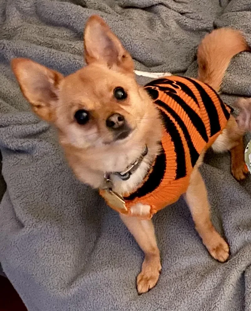 Peanut thumbnail 5
