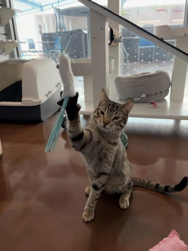 A young medium-sized male Domestic Short Hair cat named Fiesta for adoption in Ridgewood, NY