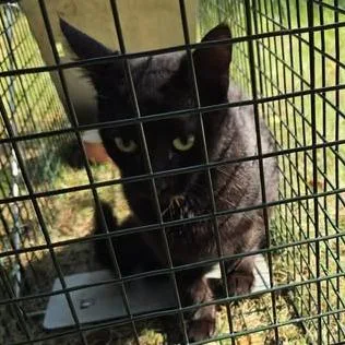 An adult medium-sized female Black Domestic Short Hair cat named Nina for adoption in Bristol, IN