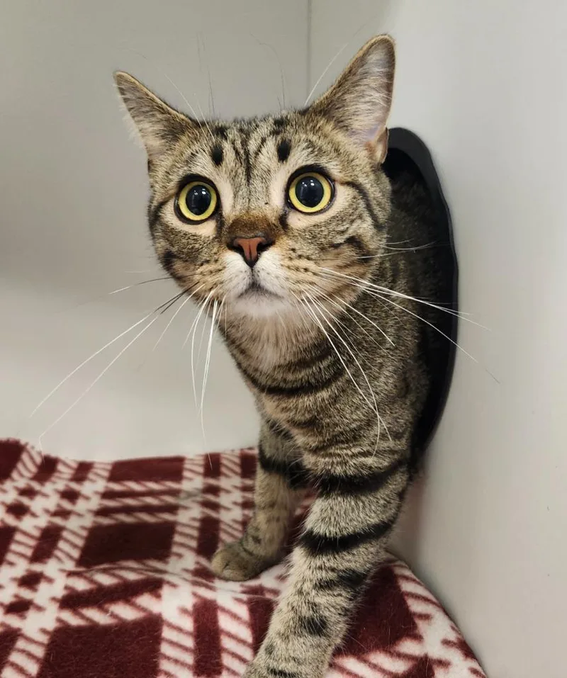 A young medium-sized male American Shorthair cat named Kibbles for adoption in Frankfort, KY