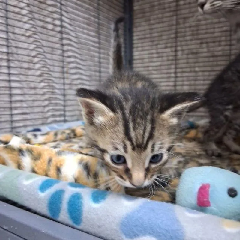 A young medium-sized male Domestic Short Hair cat named Tigger for adoption in Lake Havasu City, AZ