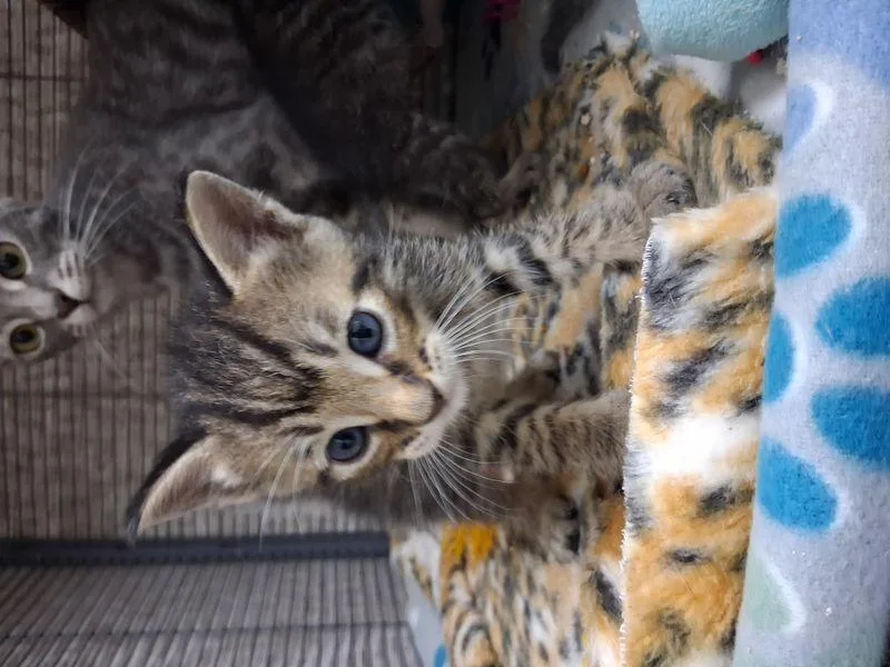 Tigger thumbnail 2
