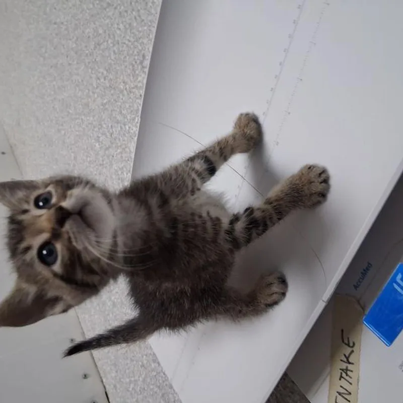 Tigger thumbnail 3