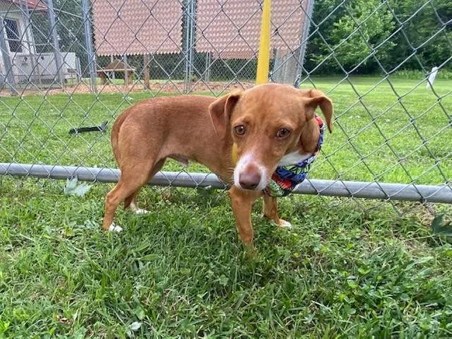 An adult small-sized male Red / Chestnut / Orange Terrier dog named Boston for adoption in Fayetteville, AR