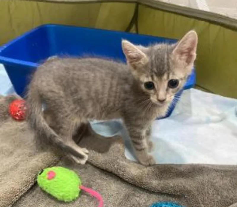 A baby medium-sized male Gray / Blue / Silver Tabby cat named The Gray'S for adoption in Carroll, OH