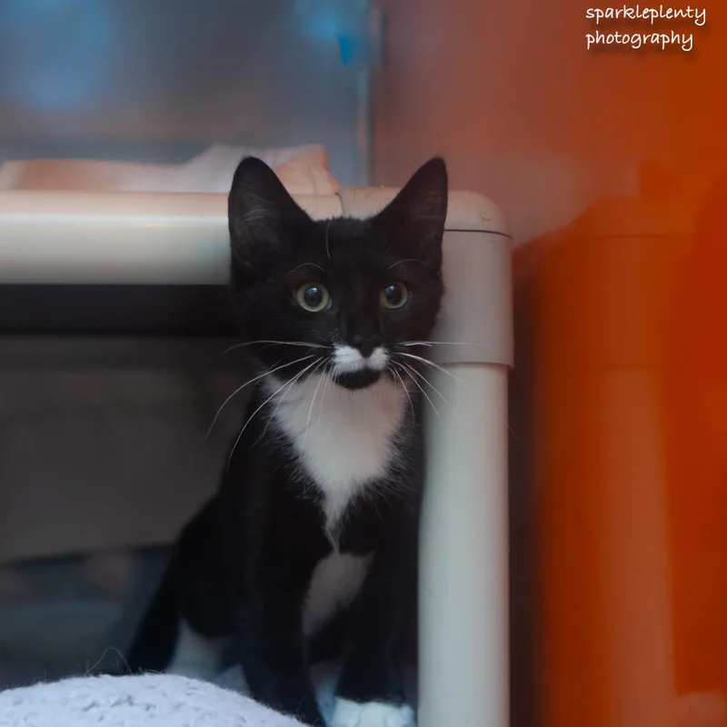 A baby medium-sized female Black Domestic Short Hair cat named Polly for adoption in Ridgefield, CT