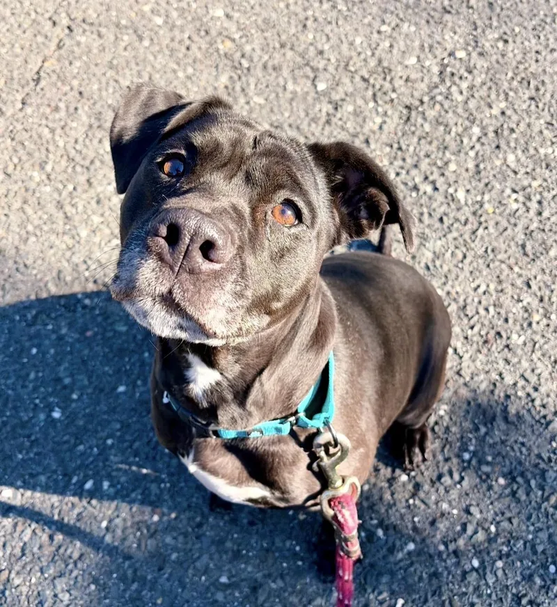 An adult medium-sized female Black Labrador Retriever dog named Elvira for adoption in Mendham, NJ