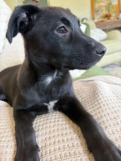 Leia