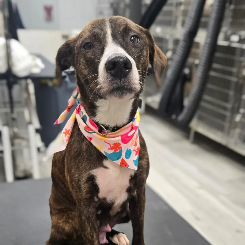 A young medium-sized female Hound dog named Anastasia for adoption in Copiague, NY
