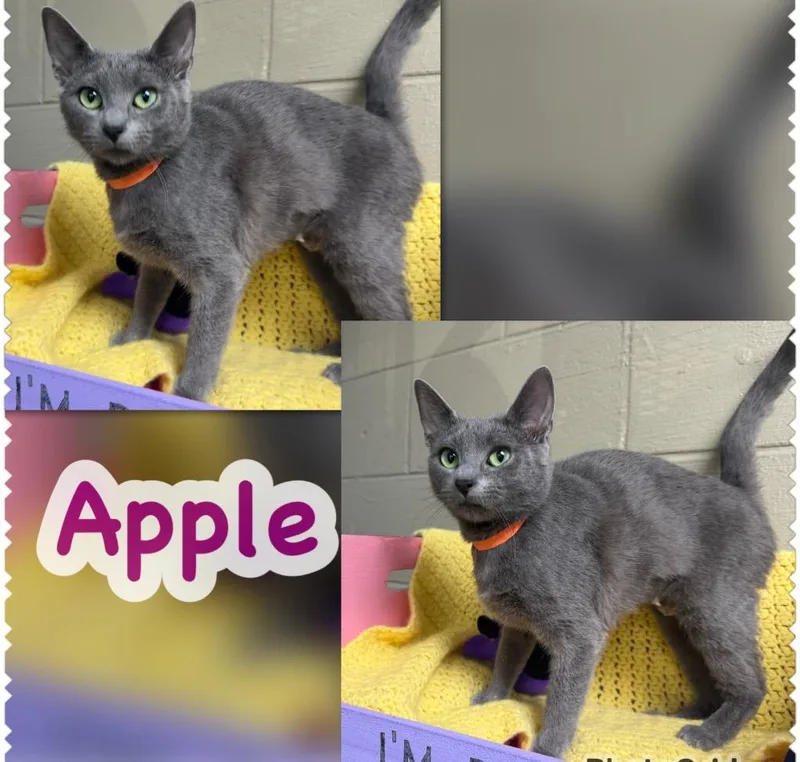 A baby small-sized female Domestic Short Hair cat named Apple for adoption in Blountville, TN