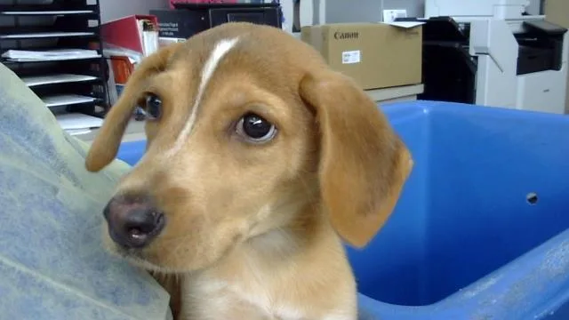 A baby large-sized male Mixed Breed dog named Orion for adoption in Dallas, TX
