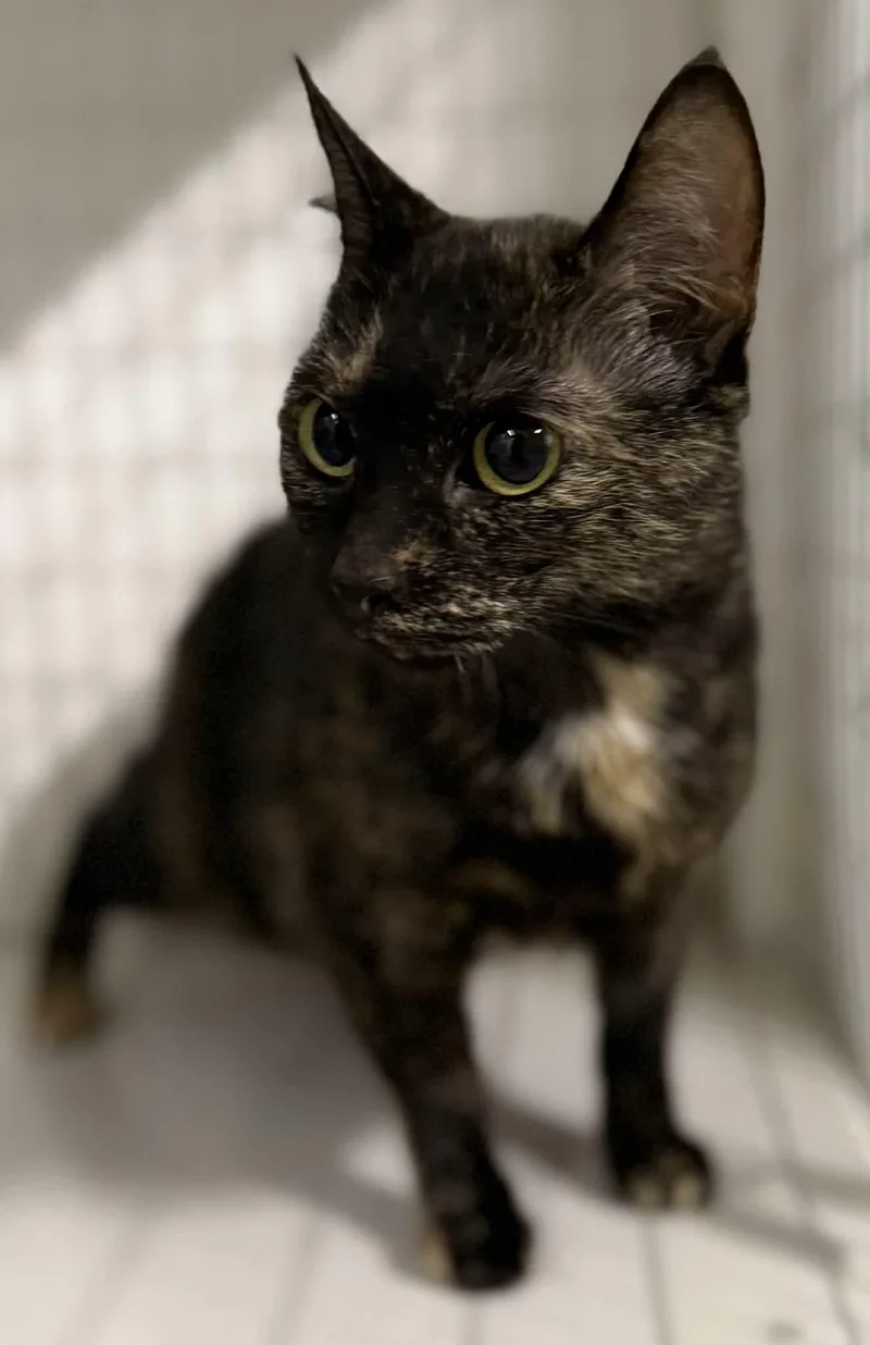A young medium-sized female Tortoiseshell cat named Pansy for adoption in Claremont, NH