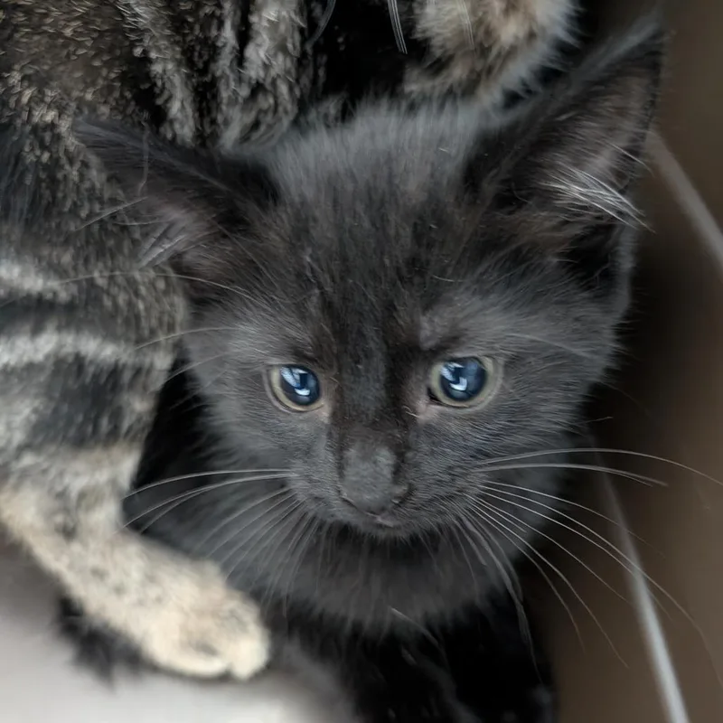 A baby small-sized female Domestic Short Hair cat named Trapper for adoption in Indianapolis, IN